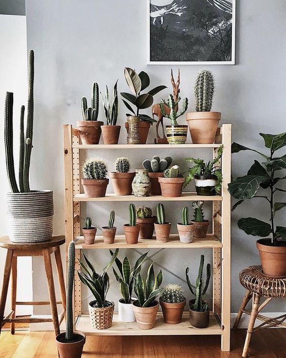 2024 yılı i̇çin bir birinden farklı 20 bitki düzenleme fikri 20 konsept bitki duzenleme cute cactus boxes 2 | estetikev | 2024 | 20 konsept bitki duzenleme cute cactus boxes 2